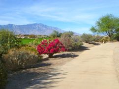 Beautiful paths at a high point in the valley overlook pretty Desert Willow Golf Course and mountains in all directions.